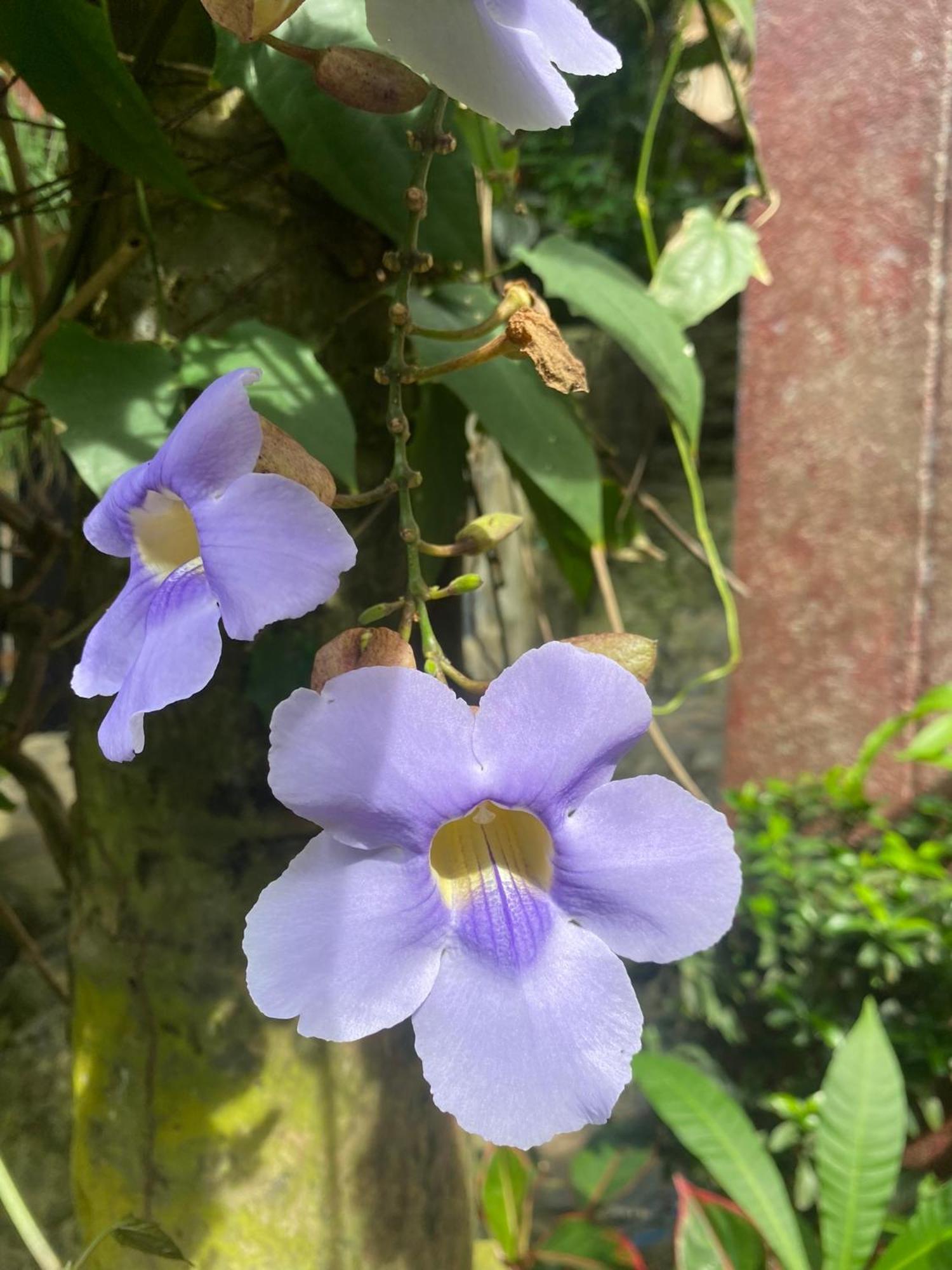 Eco Hostal La Perla Tayrona El Zaino Exteriör bild